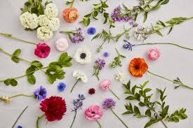 חלקי צמחים by שורוק  - Ourboox.com