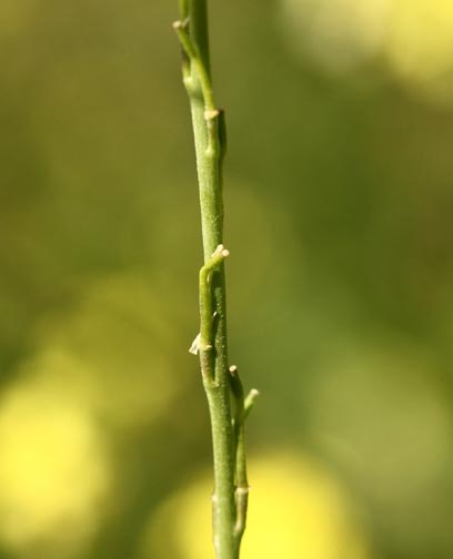 חלקי צמחים by שורוק  - Ourboox.com