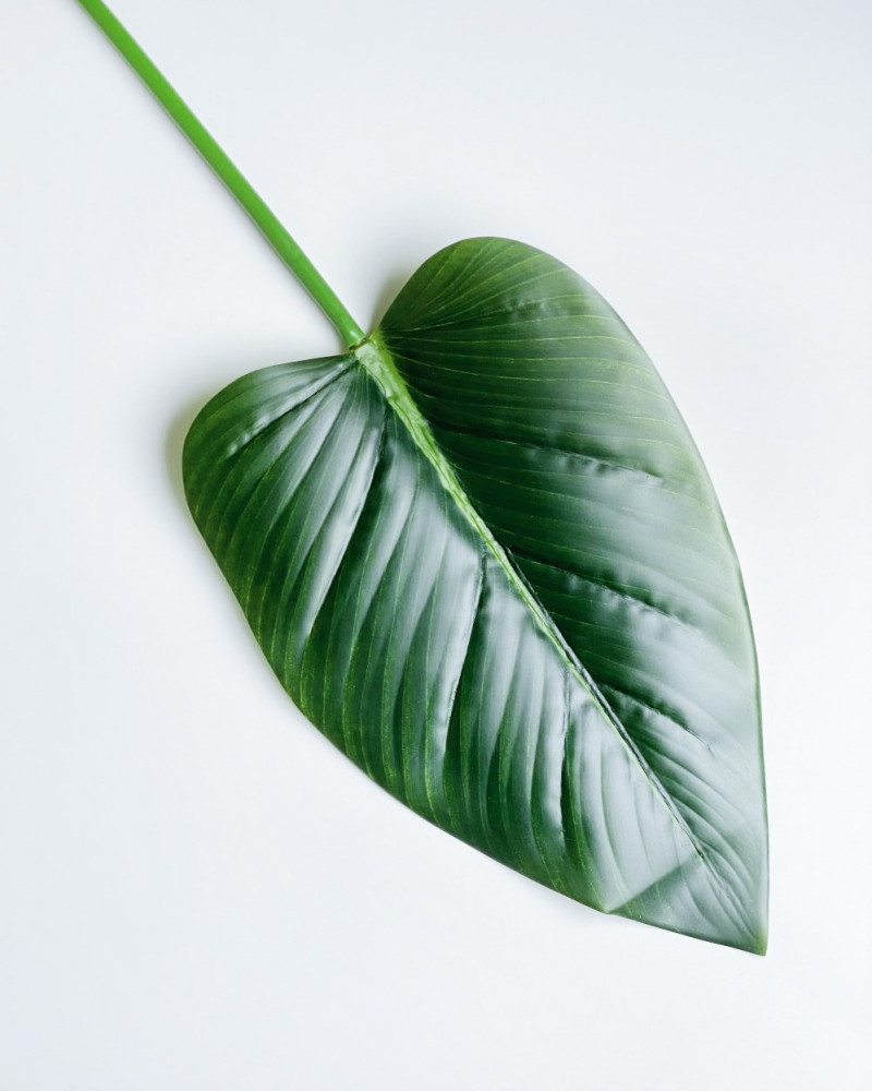 חלקי צמחים by שורוק  - Ourboox.com