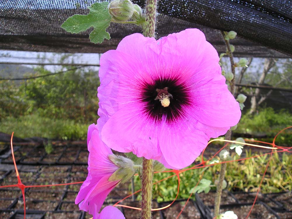 חלקי צמחים by שורוק  - Ourboox.com