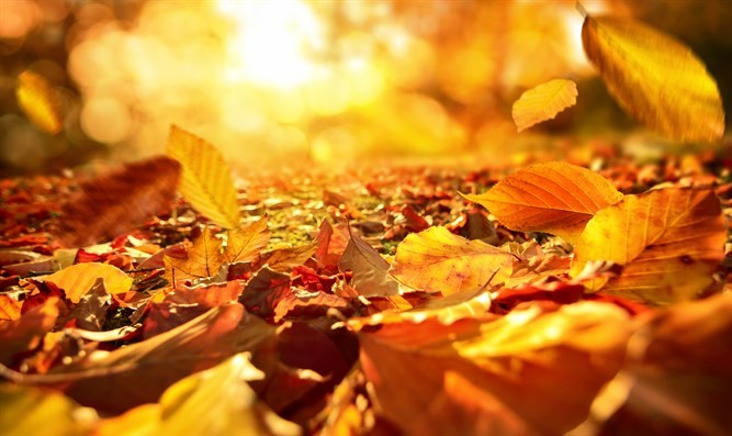 סתיו הגיע by noha - Ourboox.com