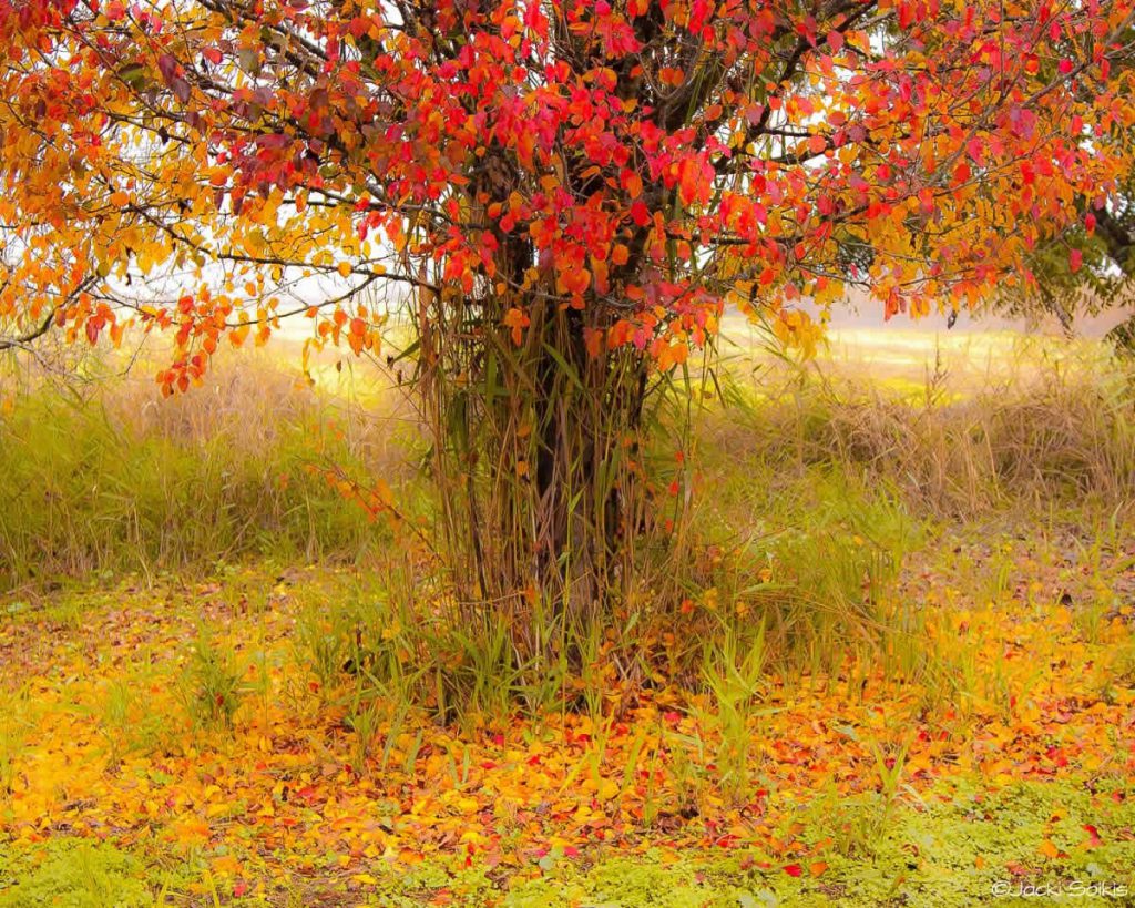 עונת סתיו by naifa - Ourboox.com