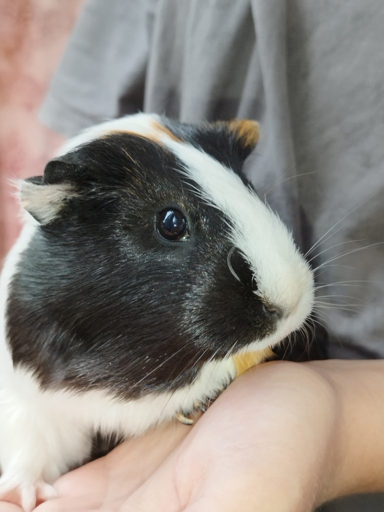 My Innovative School Projects by Antoaneta - Ourboox.com