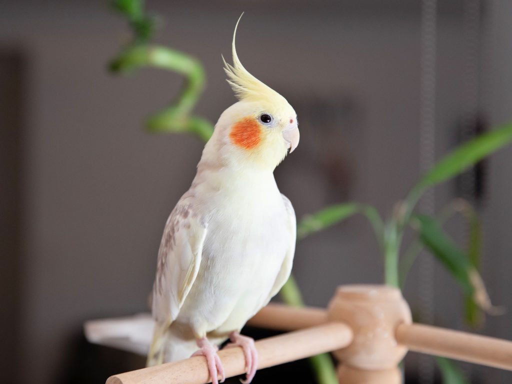 Birds by Zehra Bayram - Ourboox.com