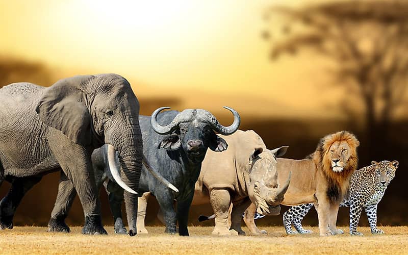 Animals In Africa by Birgül Aylin Deniz - Ourboox.com