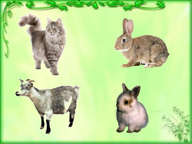 Дикі тварини by Iruna - Illustrated by Вихователь - Ourboox.com