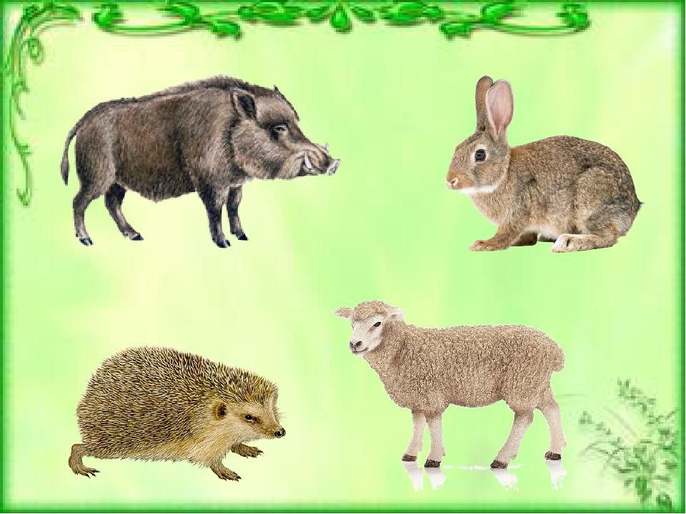 Дикі тварини by Iruna - Illustrated by Вихователь - Ourboox.com