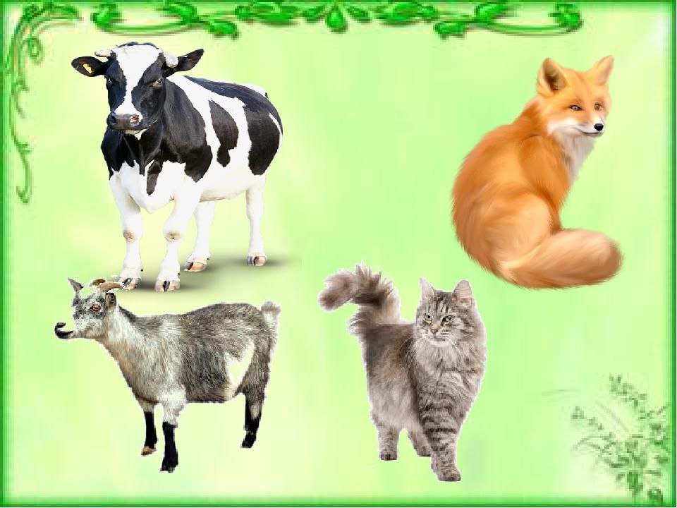 Дикі тварини by Iruna - Illustrated by Вихователь - Ourboox.com