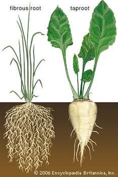 جذور النبات by kolud - Illustrated by خلود سلمان - Ourboox.com