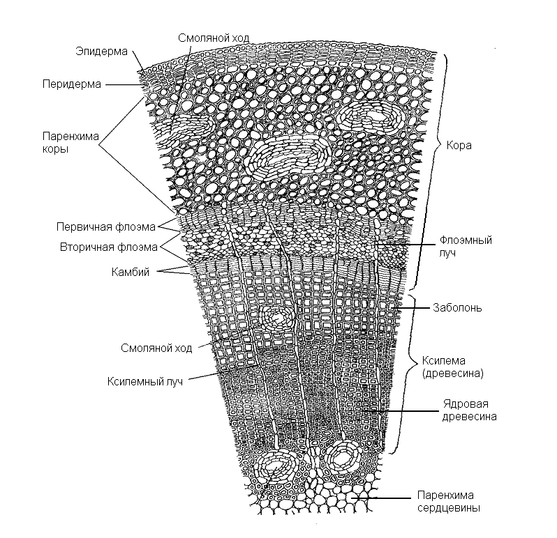 Ботаника. Строение вегетативных органов растений by Turutina Daria - Ourboox.com