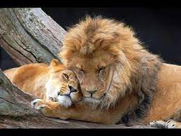 Life of Lions by Sude Özgür - Ourboox.com