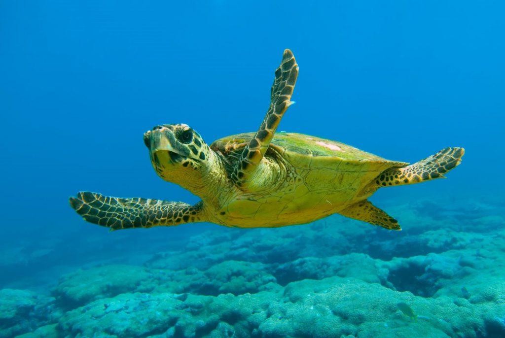 Although it has survived successfully for millions of years, the loggerhead turtle faces extinction if we do not act immediately