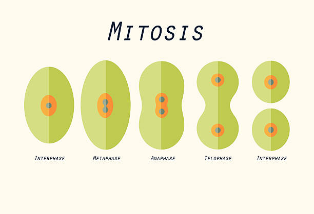 the process of cell division by shaymaa ahmed - Illustrated by Abdulrahman Qamarh - 9/2 - Ourboox.com