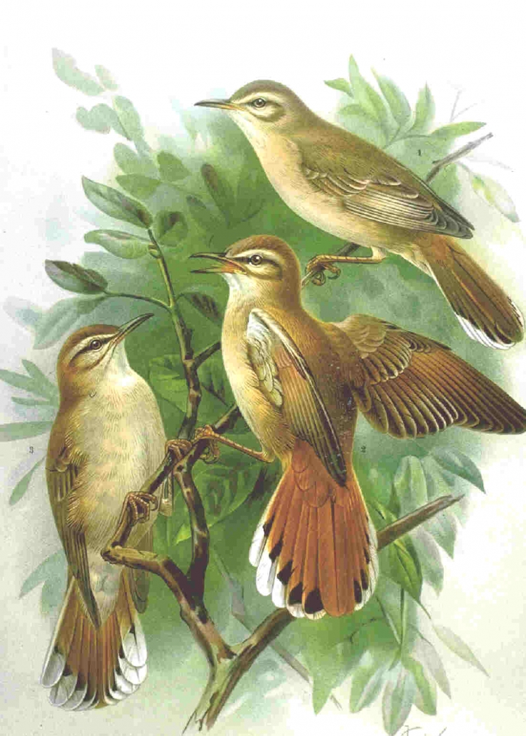 Соловейко застудився by Anastasiia - Ourboox.com