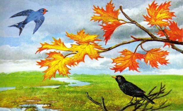 Соловейко застудився by Anastasiia - Ourboox.com