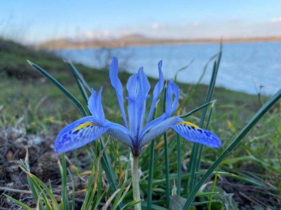 סוגי פרחים by Lihi weinberger - Ourboox.com