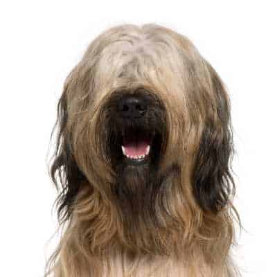 בריאד הוא כלב מאוד משפחתי, מאוד נאמן, אשר יהיה מוכן להגן על משפחתו בכל עת.