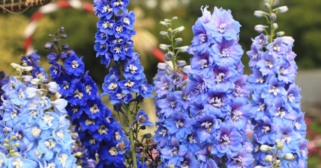 סוגי פרחים by Lihi weinberger - Ourboox.com