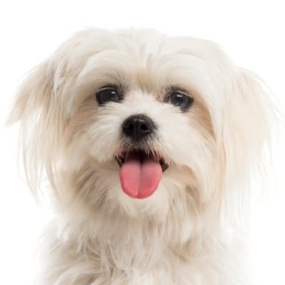 שמחת חיים by ella paull - Ourboox.com