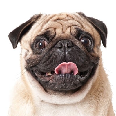 שמחת חיים by ella paull - Ourboox.com