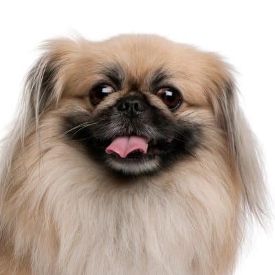 שמחת חיים by ella paull - Ourboox.com