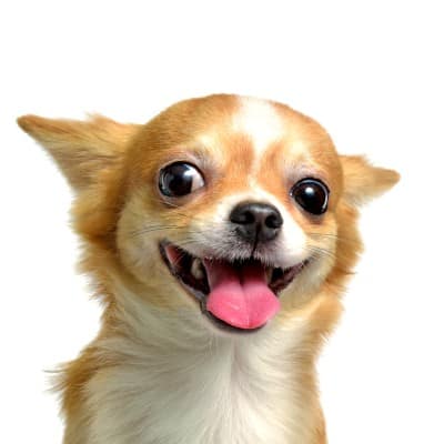 שמחת חיים by ella paull - Ourboox.com