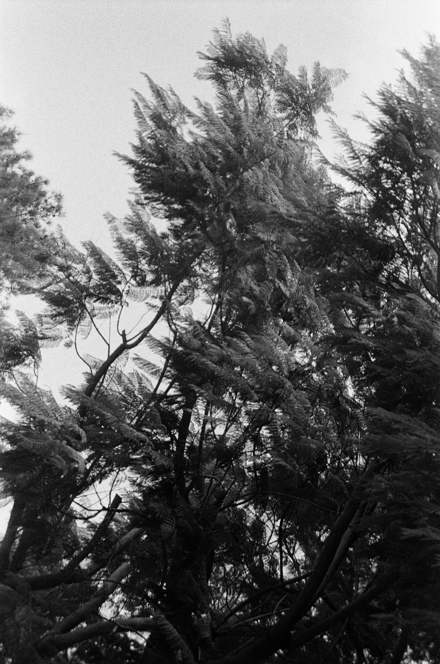 .nature stills by bar - Illustrated by bar fredi mor - Ourboox.com