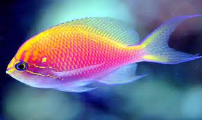 hghhgh by Nimer - Ourboox.com