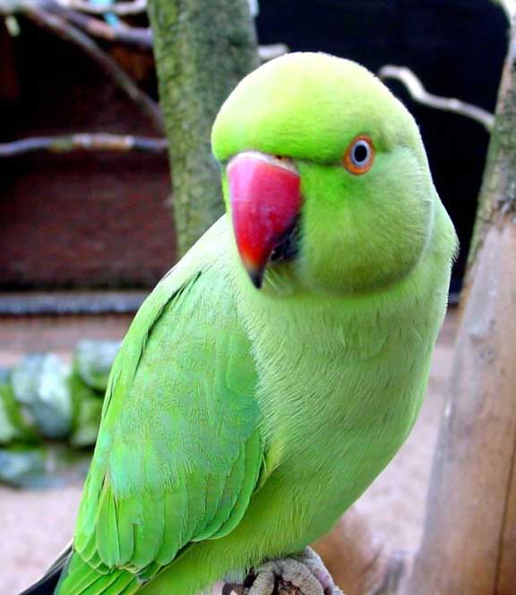 طائر الدرارة by manalhassan - Ourboox.com