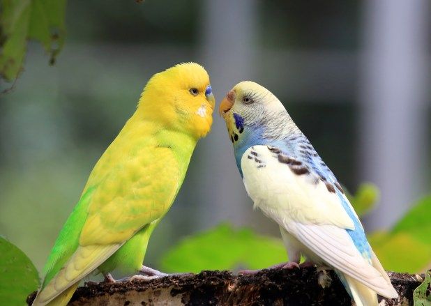 طائر الدرارة by manalhassan - Ourboox.com