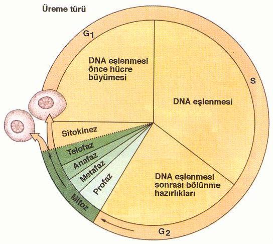 Bölünme by sibel çınar - Ourboox.com