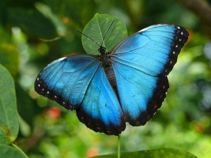 BLUE BUTTERFLY by Damla Arslan - Ourboox.com