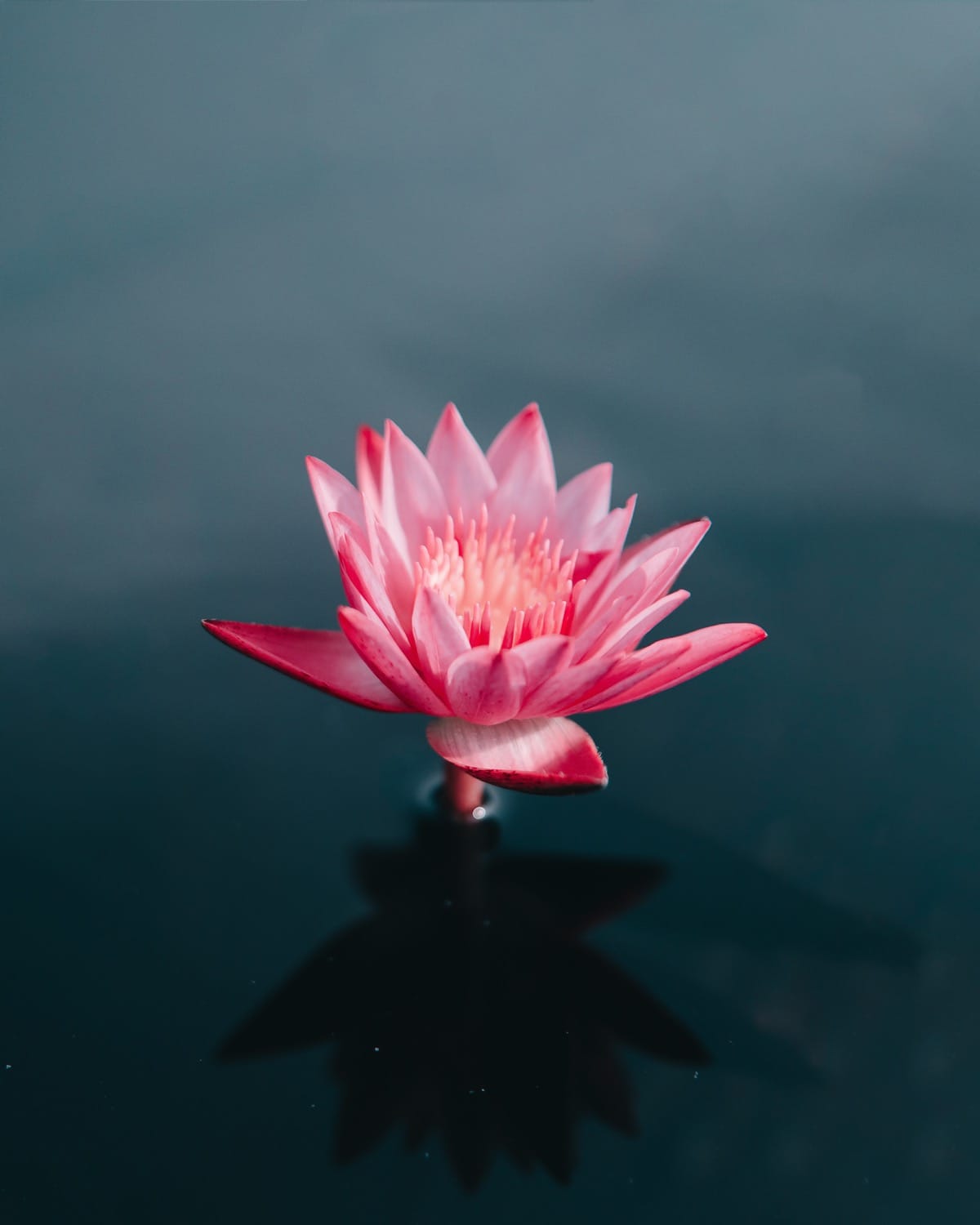 Lotus by Nur - Ourboox.com