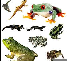 АМФІБІЇ by AndrianaSkilska - Ourboox.com