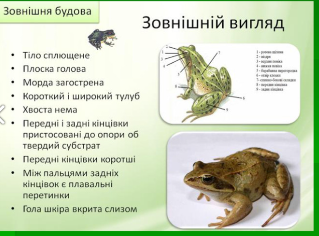 АМФІБІЇ by AndrianaSkilska - Ourboox.com