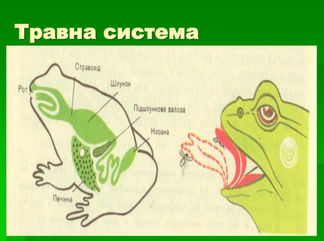АМФІБІЇ by AndrianaSkilska - Ourboox.com