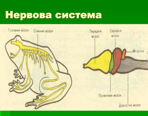 АМФІБІЇ by AndrianaSkilska - Ourboox.com