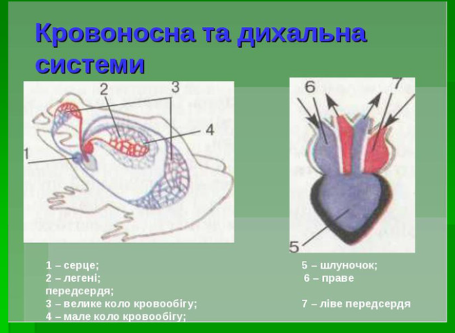 АМФІБІЇ by AndrianaSkilska - Ourboox.com