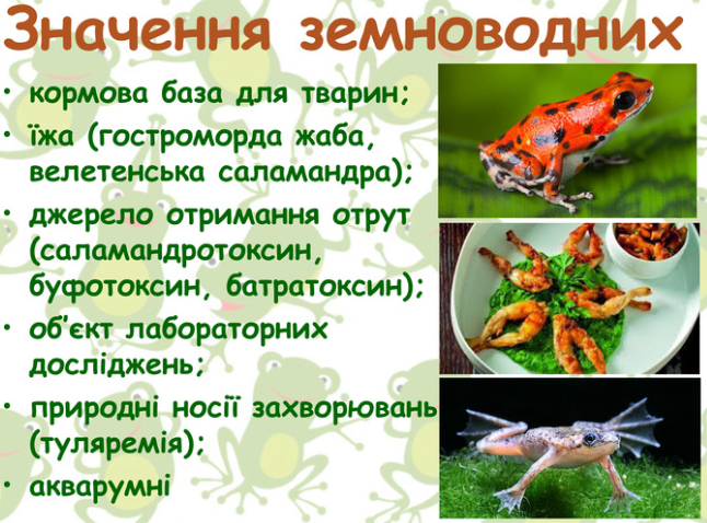 АМФІБІЇ by AndrianaSkilska - Ourboox.com