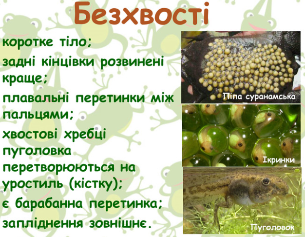 АМФІБІЇ by AndrianaSkilska - Ourboox.com