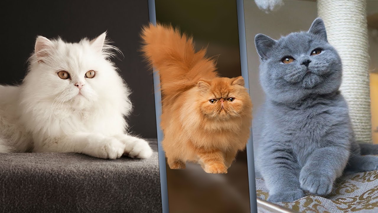 القطط by sara - Illustrated by سارة تكروري - Ourboox.com