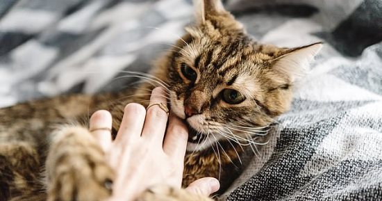 القطط by sara - Illustrated by سارة تكروري - Ourboox.com