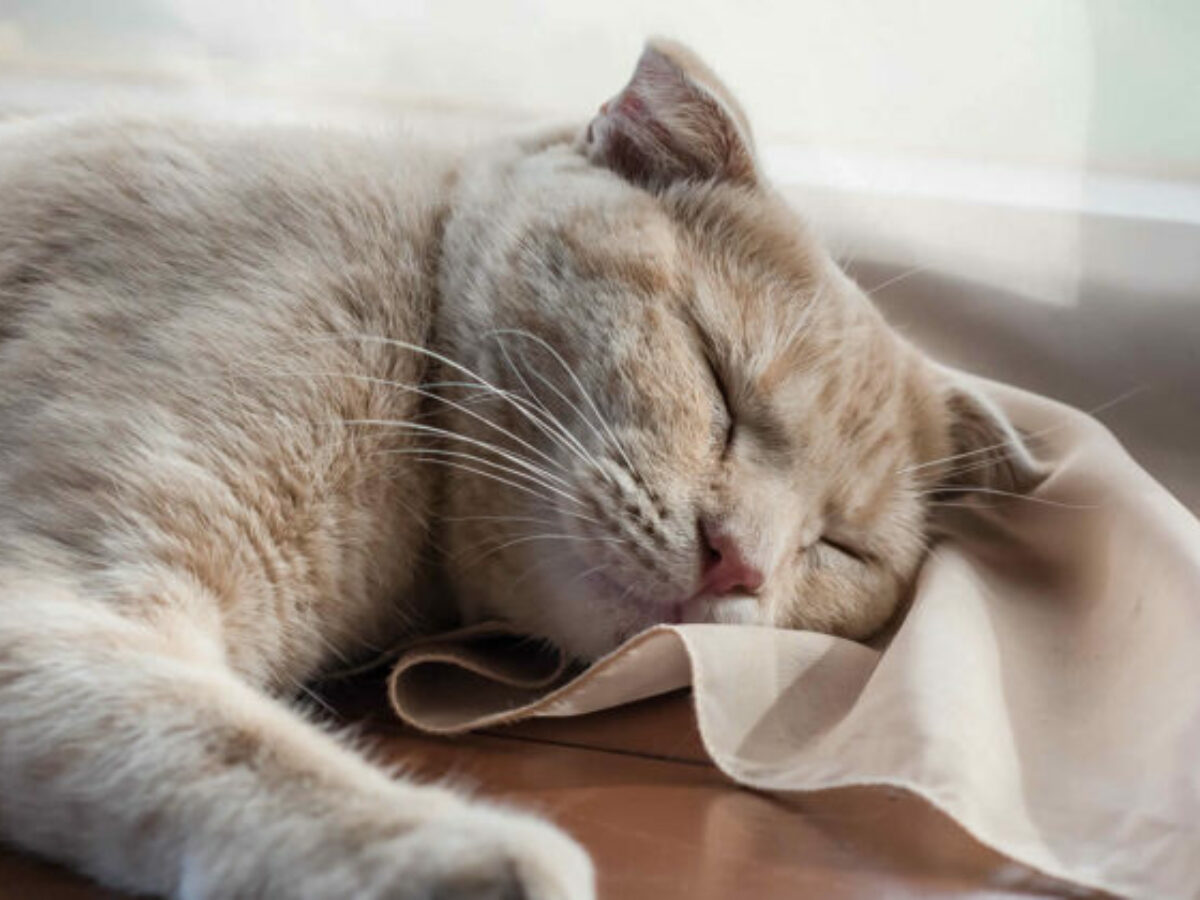 القطط by sara - Illustrated by سارة تكروري - Ourboox.com