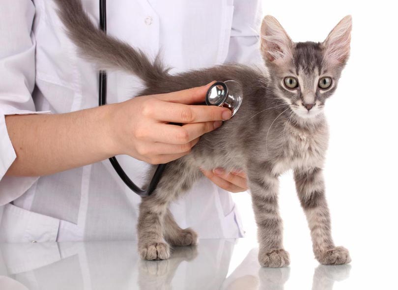 القطط by sara - Illustrated by سارة تكروري - Ourboox.com