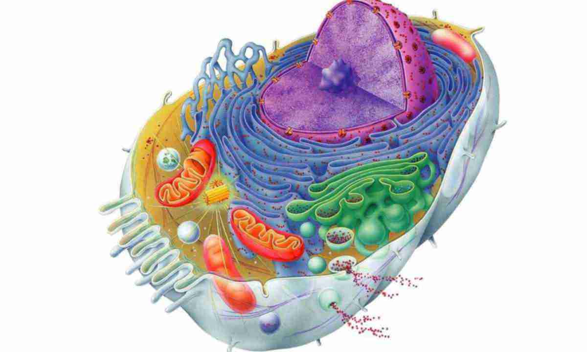 Будова клітини by Julia - Ourboox.com
