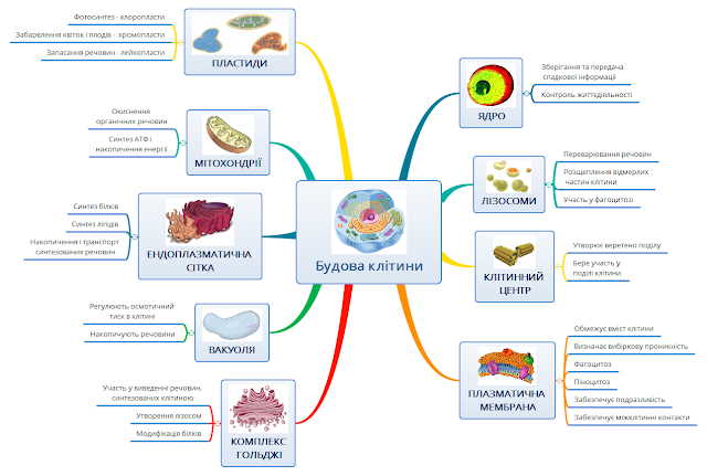 Будова клітини by Julia - Ourboox.com