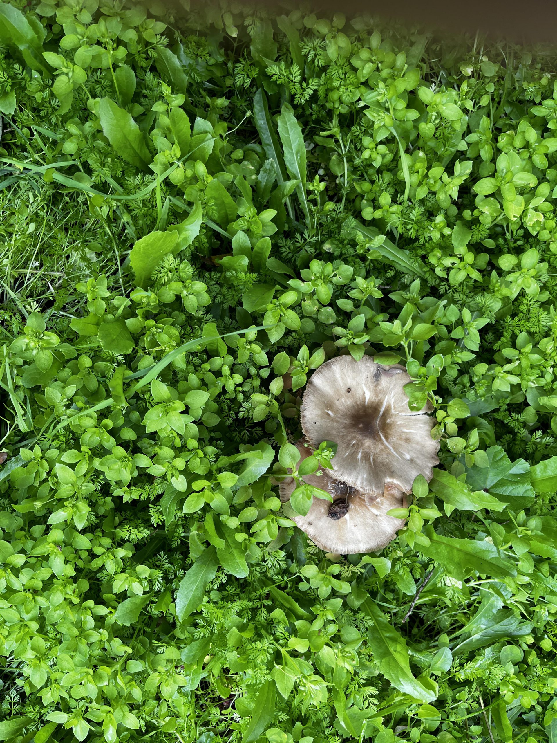 ביקור בחורשה by keren ganz - Ourboox.com