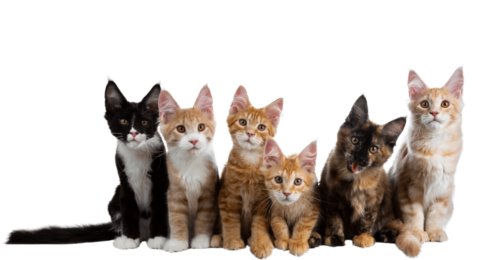 ספר חיות by Lina maree - Ourboox.com