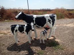 ספר חיות by Lina maree - Ourboox.com