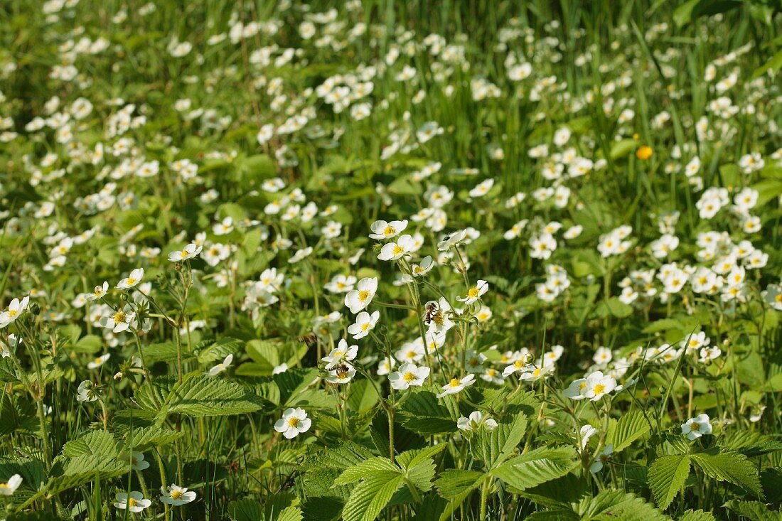 Nature in music by Yoav Williamson - Ourboox.com